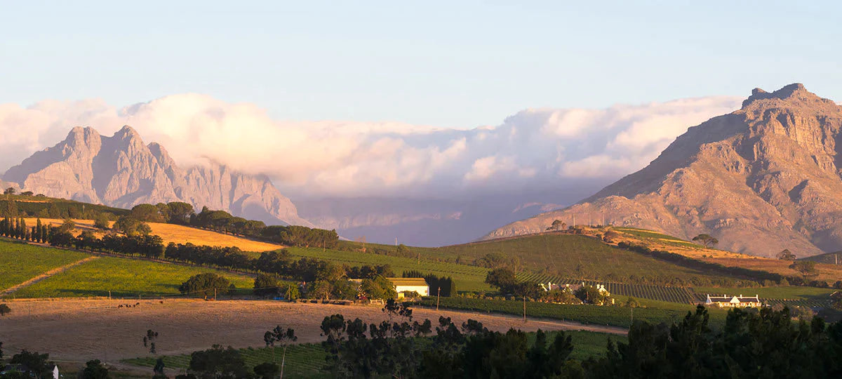 Vins d'Afrique du Sud