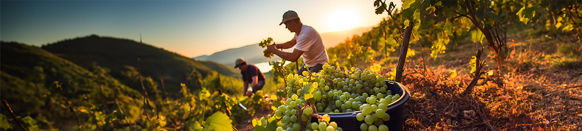 Bodegas Manzanos