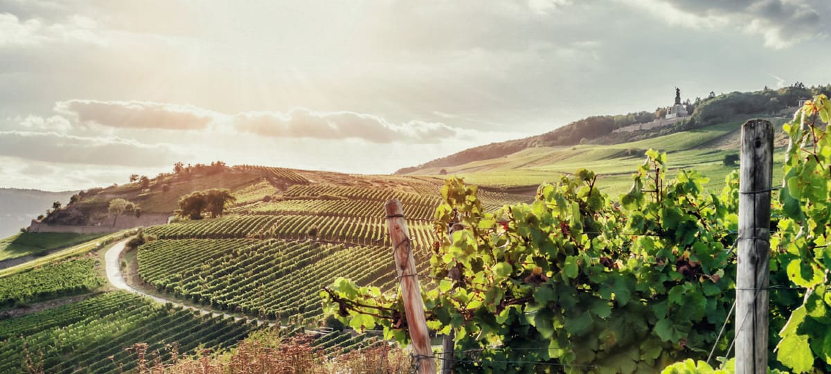 Vins d'Allemagne