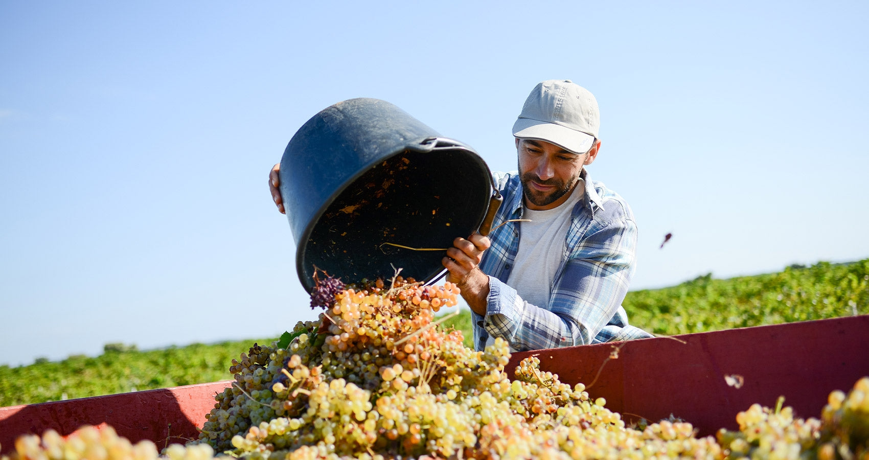 Vins allemands : une nouvelle génération de vignerons